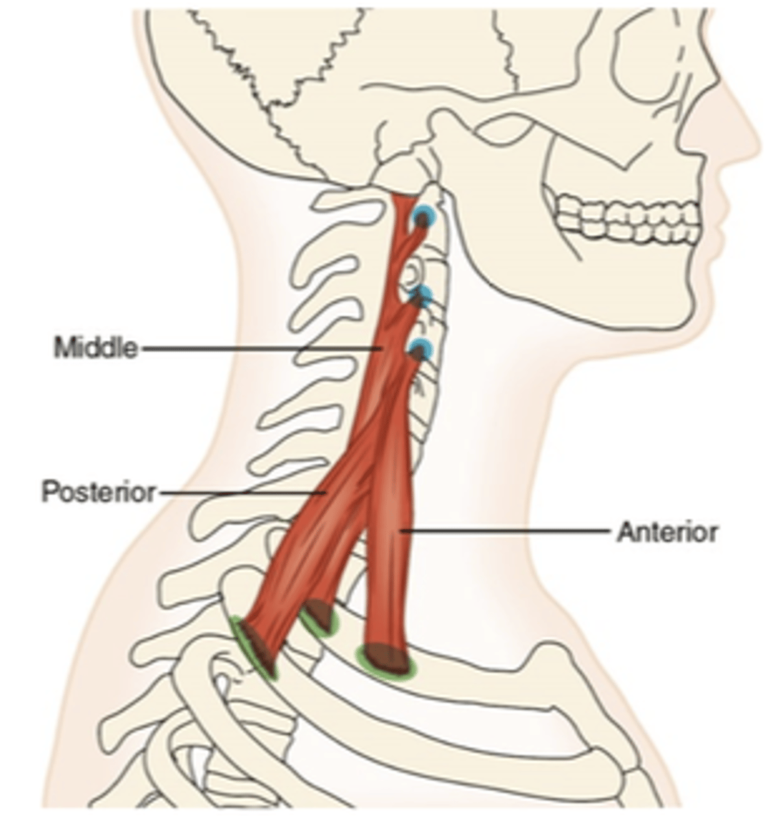 <p>What muscle is this?</p>