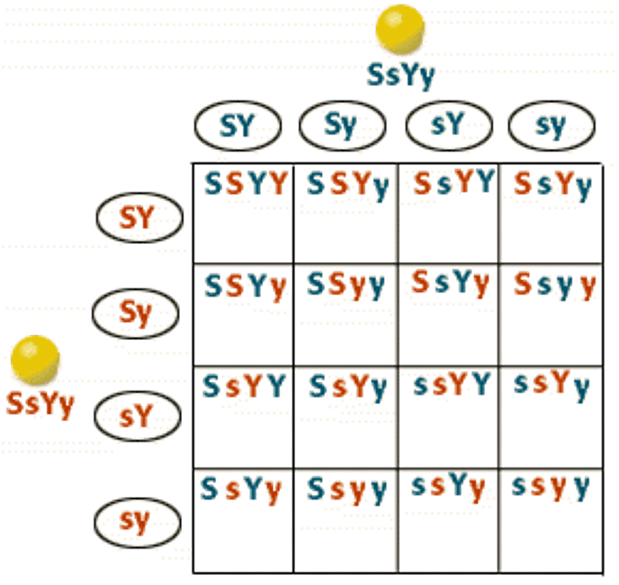 <p>a cross between individuals that have different alleles for the same gene</p>