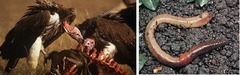 A specific type of heterotroph that eats plant and animal remains and other dead matter (ex. vultures, earthworms, crabs, etc.)