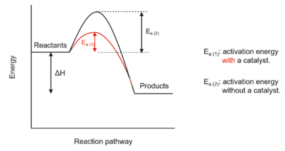 <p>a diagram which displays the reaction pathway of a reaction with and without a catalyst</p>