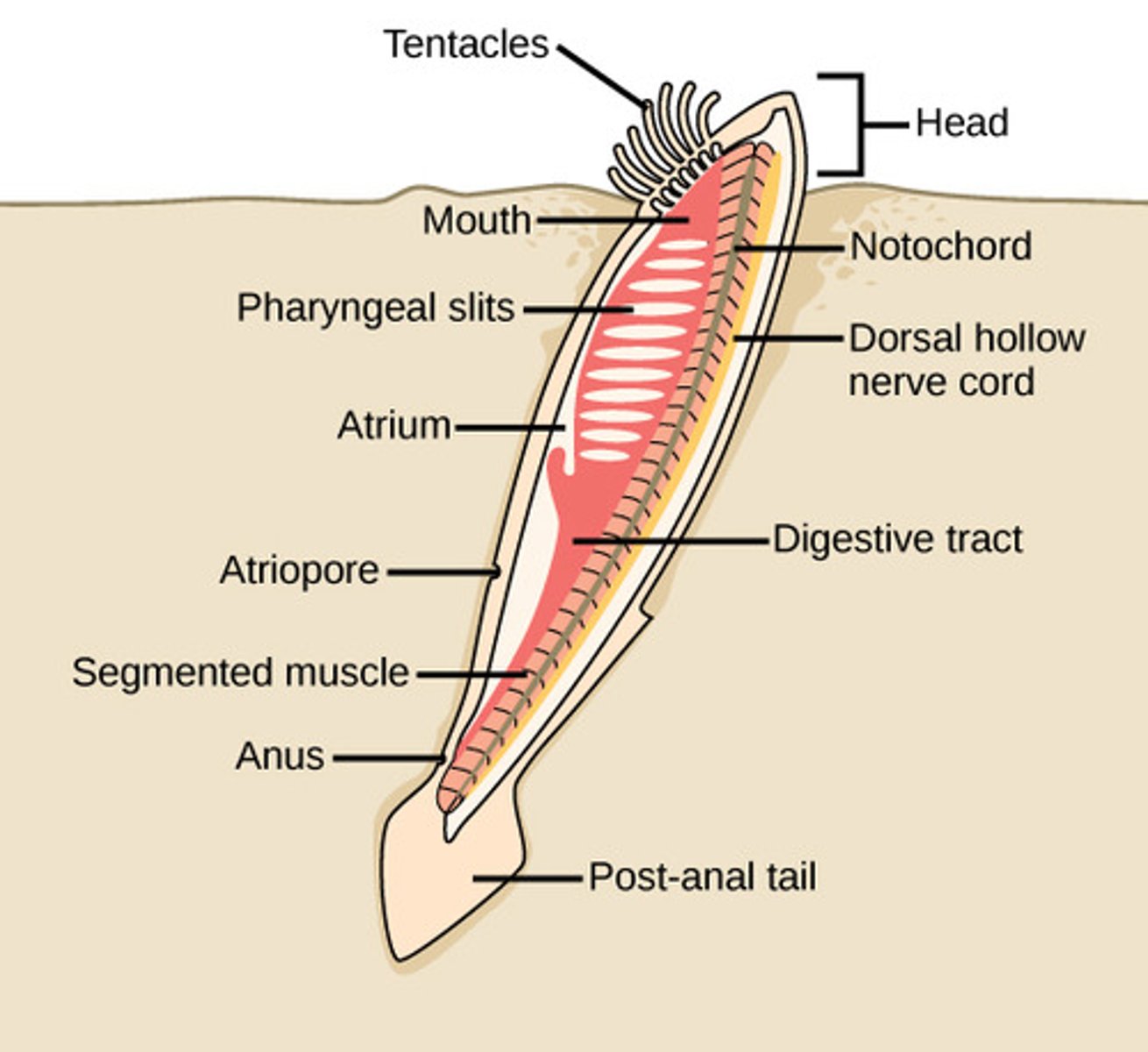 <p>alimentary canal</p>