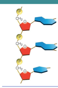 Nucleotides chain 