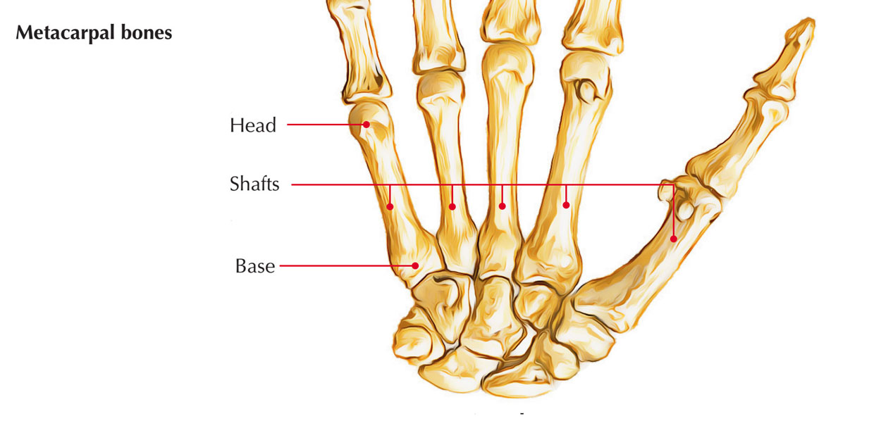 <p>5 long bones of the palm, numbered I–V (thumb = I → pinky = V). Form knuckles at their heads. </p>