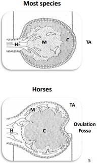 <ul><li><p>Horses ovary flips the medulla and the cortex, it is essentially inverse</p></li><li><p>Presence of the Ovulation Fossa</p></li></ul>