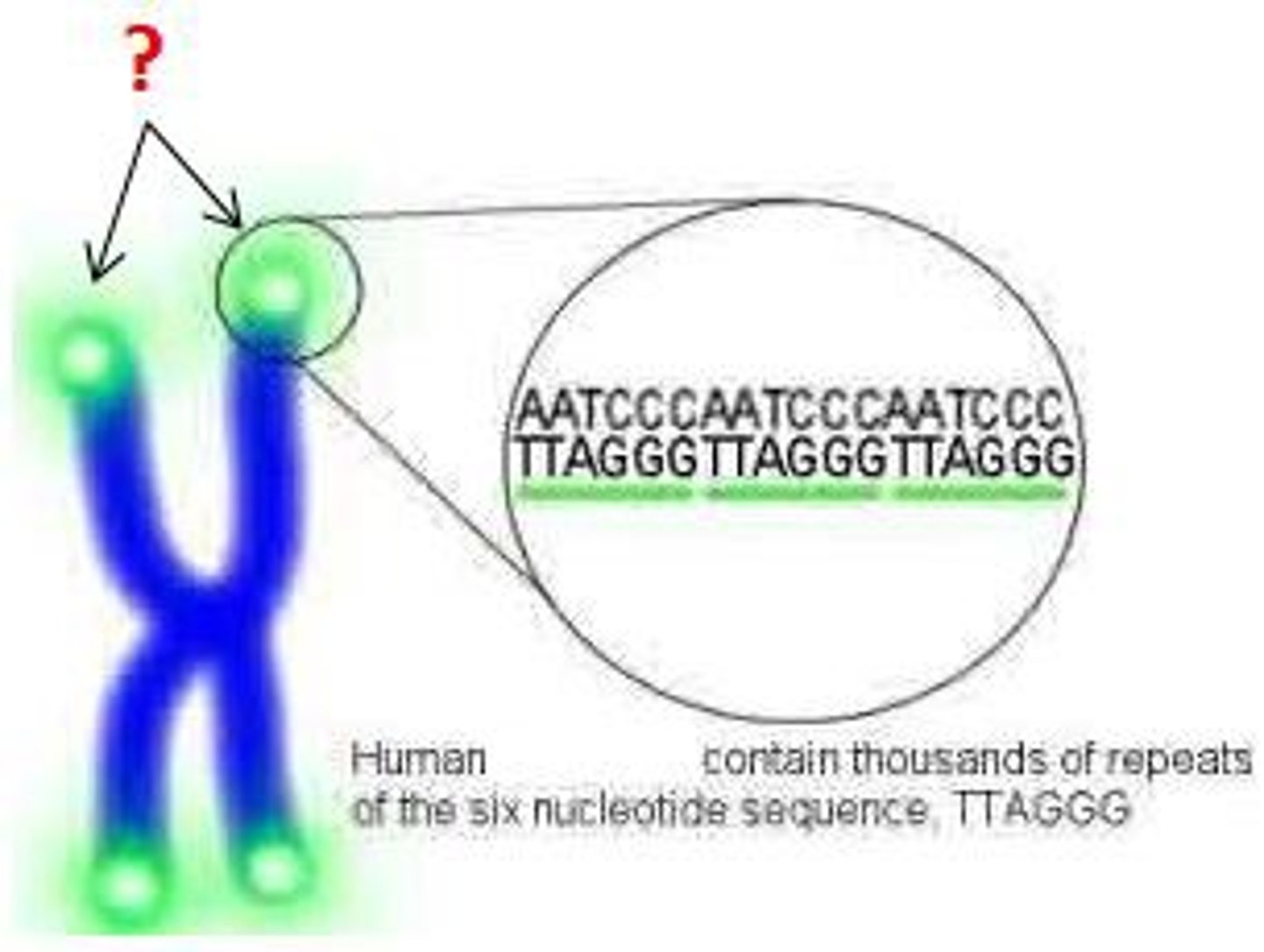 <p>Repeated DNA sequences at the ends of chromosomes that shorten with each round of cell division.</p>