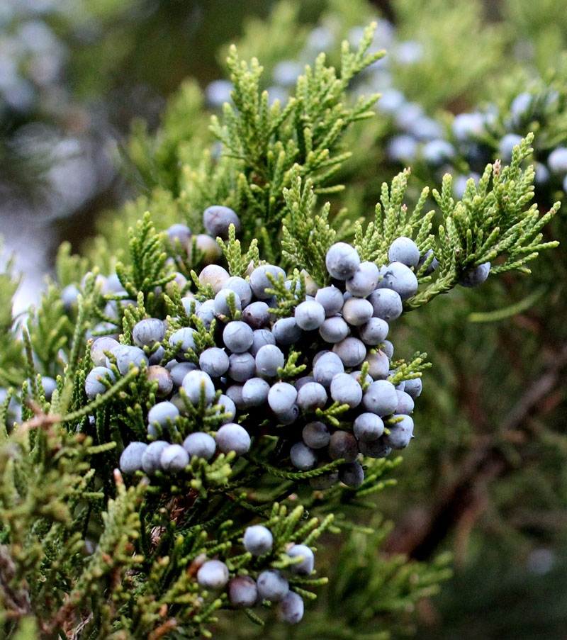 <p>Common name: Eastern redcedar</p><p></p><p>Genus: Juniperus</p><p></p><p>Species: virginiana</p><p></p><p>Family: Cupressaceae </p>