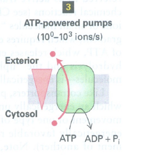 <p><span><span>it breaks down ATP (hydrolysis) to generate energy to allow the movement of a molecule against its gradient </span></span></p>