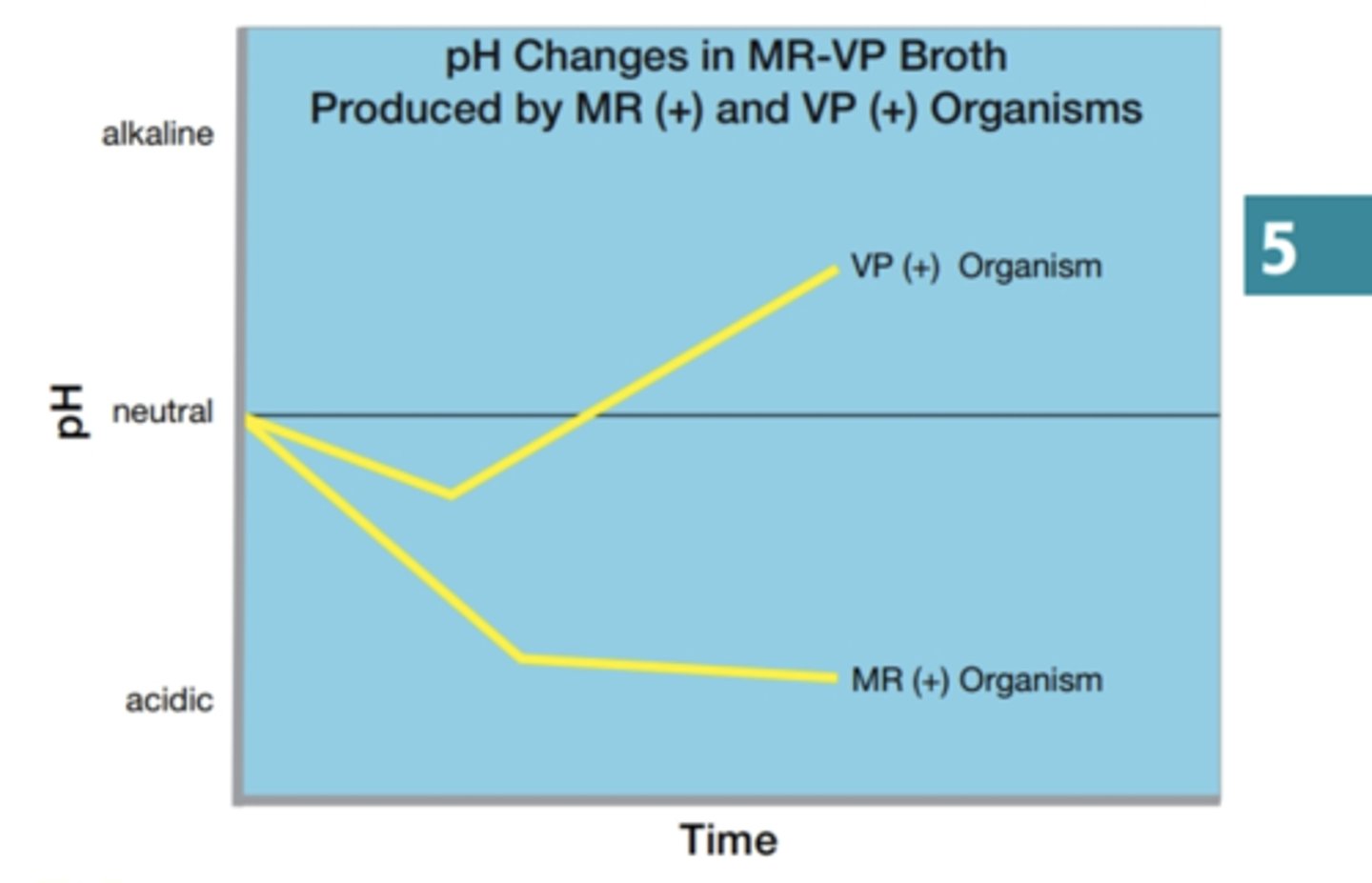 <p>MR-VP TESTS (VP test)</p><p>VP(+) organisms initially may produce acid and temporarily lower the pH, but because the 2,3-butanediol fermentation end products are neutral, the pH at completion of the test is near neutral.</p>