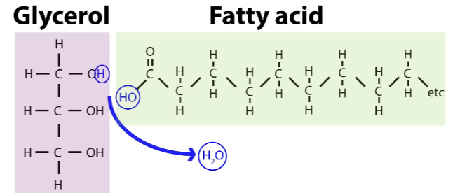 <ul><li><p>combination of glycerol and 3 fatty acids</p></li><li><p>is an alcohol</p><ul><li><p>contains 3 hydroxyls</p></li></ul></li><li><p>fatty acids</p><ul><li><p>hydrocarbon chains of 16-18 carbons</p></li><li><p>end of carbon has a carboxyl group</p></li></ul></li><li><p>use a dehydration reaction to link fatty acids to glycerol</p></li></ul>