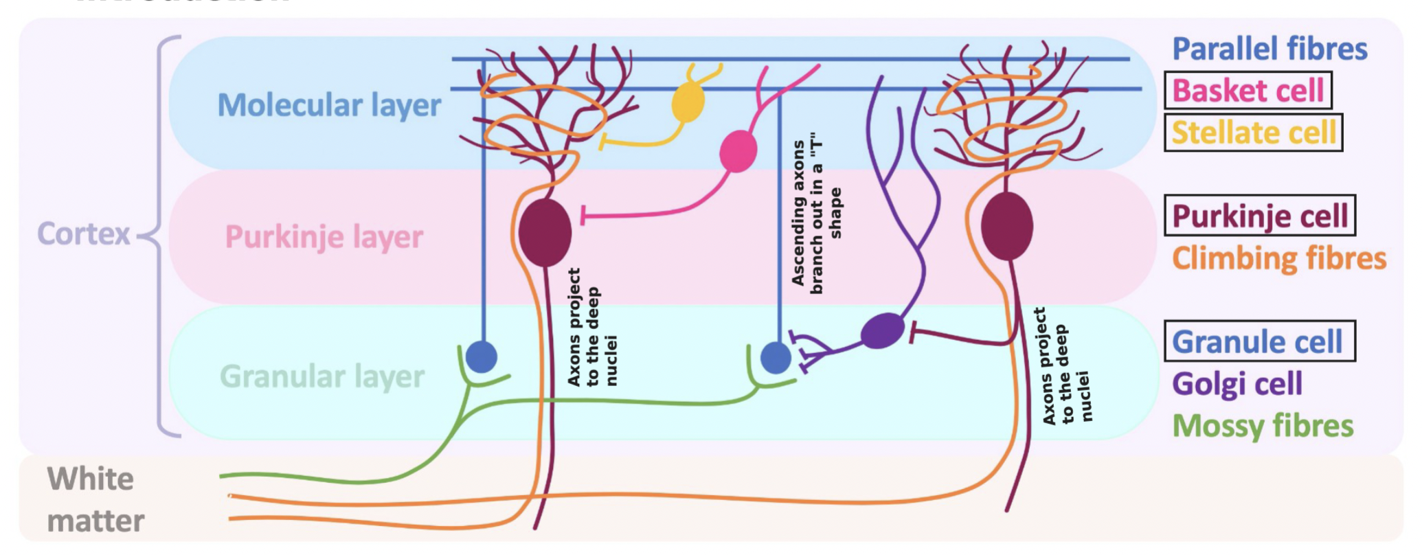 <ul><li><p>Basket cells </p></li><li><p>Stellate cells </p></li><li><p>Purkinje cells </p></li><li><p>Granule cells </p></li></ul><p></p>