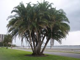 <p>Senegal Date Palm</p>