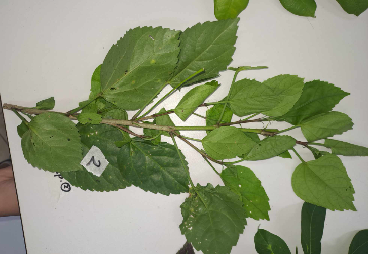 <p>Gumamela / Hibiscus sp. </p>