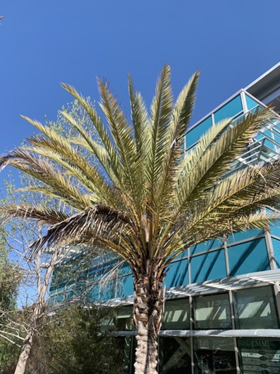 <p>Feather like fronds with more 3D appearance (Frond creates a V) Fronds tend to shoot up more, appears light and open, lighter green grey, orange flower structure.</p>