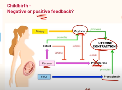 <p>It is a positive feedback loop!<br><br>1. When pregnancy first starts, Human Chorionic Gonadotropin is being released by the growing embryo, which stimulates the ovaries to release progesterone to thicken the uterine lining.<br><br>2. As the embryo grows, more HCG is being produced, which increases progesterone levels even more! <br><br>3. Then the placenta (inside the uterus) starts producing increasing levels of estrogen and progesterone, maintaining the uterine lining for pregnancy while also preparing the body for childbirth.<br><br>4. Near birth, the baby’s movement stretches the uterine lining, which causes oxytocin to be released, and this stimulates the contraction of the uterus.<br><br>5. Stronger contractions increase oxytocin levels, pushing the baby out even further, until delivery happens.<br></p>