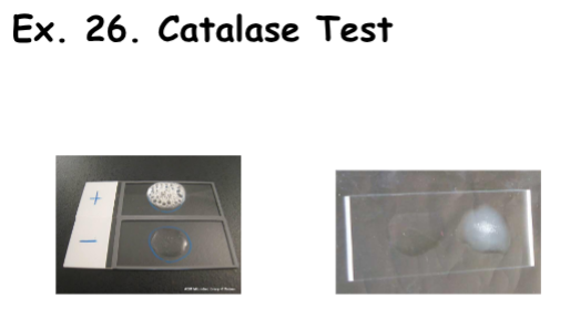 <ul><li><p><strong>Negative Result:</strong> No Bubbles</p></li><li><p><strong>Positive Result:</strong> Bubbles</p><ul><li><p><strong>Explanation: </strong>The bacteria produces catalase to break down hydrogen peroxide into oxygen and water.</p></li></ul></li></ul><p></p>
