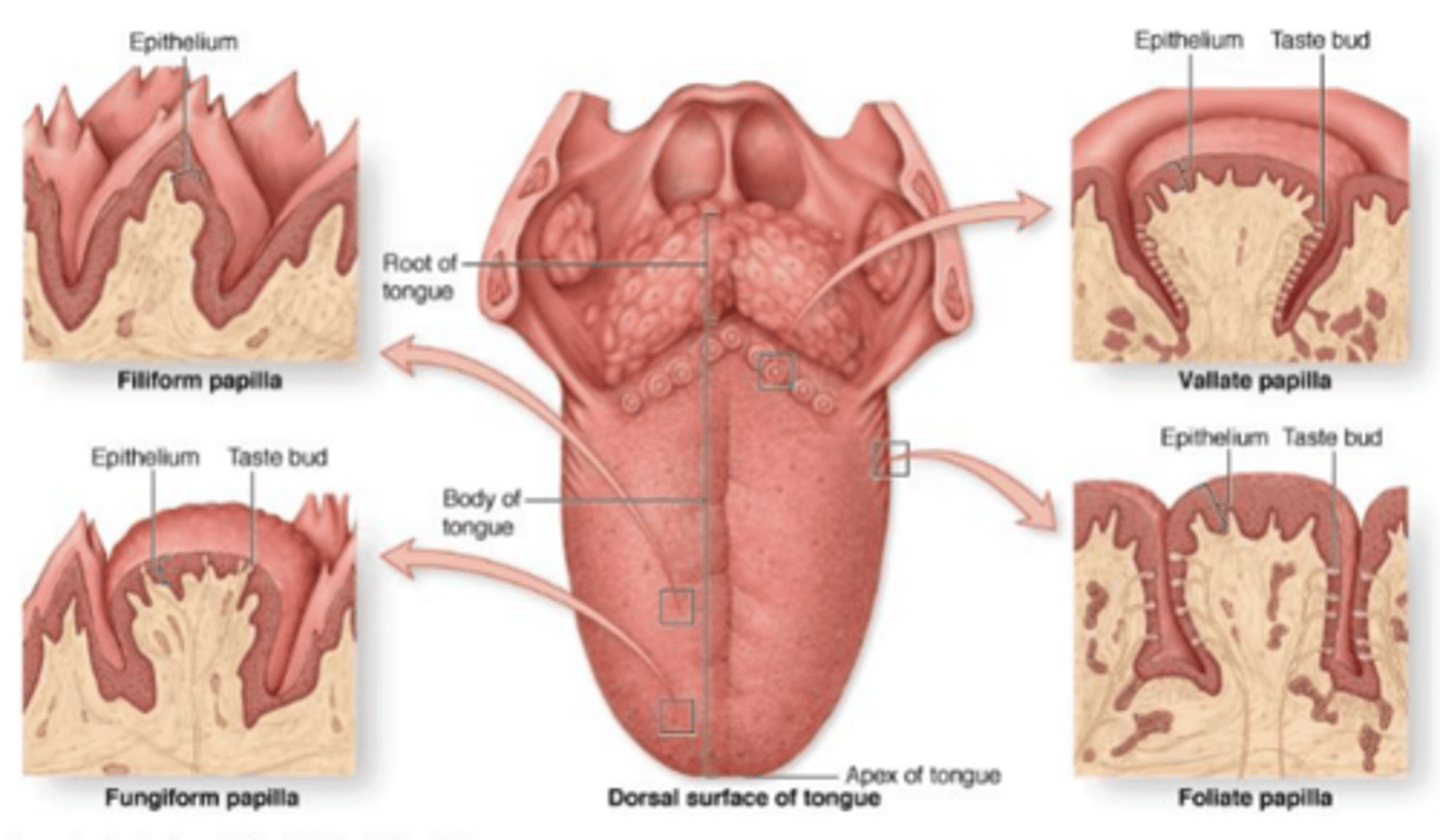 <p>Sides of tongue</p><p>Have taste buds</p>