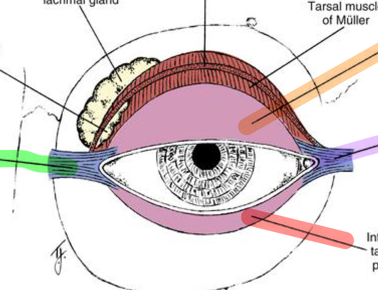 What structure is indicated by the purple arrow in the image?
