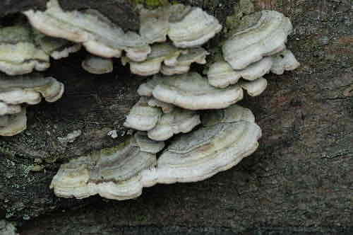<p>Grows on dead conifer wood</p>