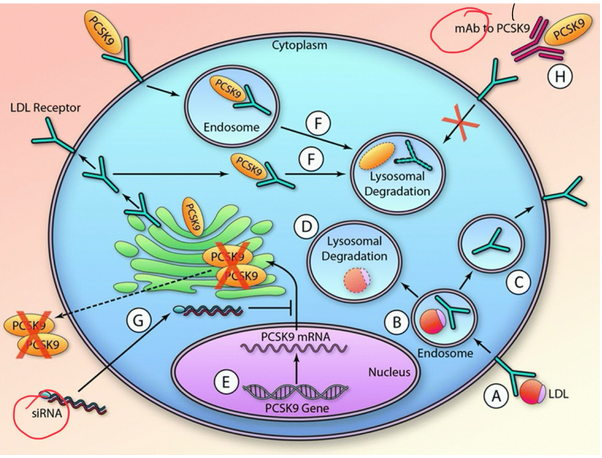 <ul><li><p><span style="background-color: transparent;">siRNA targets PCSK9 mRNA in the nucleus/cytoplasm.</span></p></li><li><p><span style="background-color: transparent;">This reduces PCSK9 protein production.</span></p></li><li><p><span style="background-color: transparent;">Less PCSK9 → more LDL receptors recycled → lower LDL levels in blood.</span></p></li></ul><p></p>