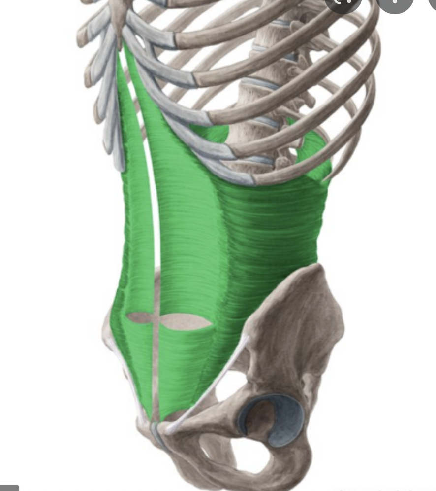<p>origin : inguinal ligaments , iliac crest, cartilage crest of last 5 or 6 ribs, and lumbar fascia insertion : linea alba and pubic crest</p>