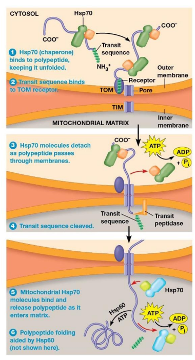 <ul><li><p>Proteins are unfolded for transport into the mitochondria&nbsp;</p></li><li><p>Ports</p><ul><li><p>TOM (translocase of the outer membrane)</p></li><li><p>TIM (translocase of the inner membrane)</p></li></ul><p></p></li></ul><p></p><p></p>