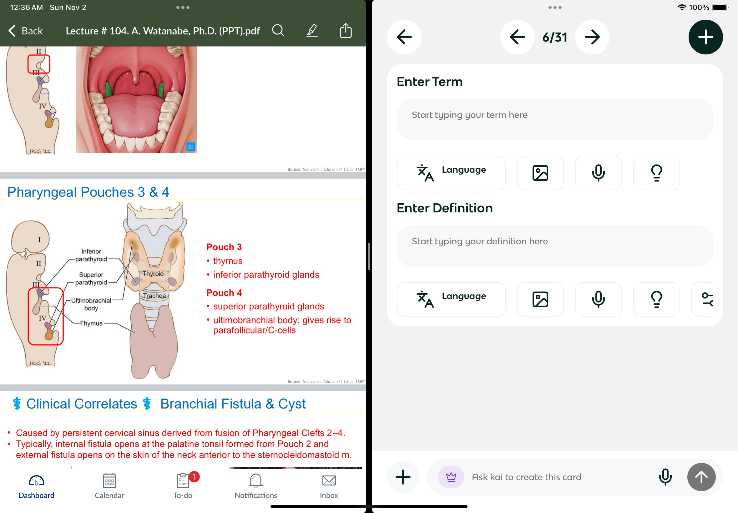 <p>Thymus and inferior parathyroid glands </p>