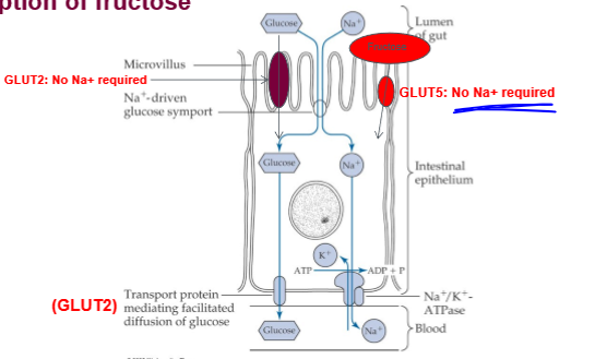 <p>only one for fructose. independent of glucose concentration, independent of active transport</p>