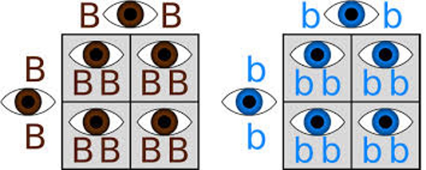 <p>Two of the same alleles. If it is two upper case, the trait is dominant, if it is two lower case, the trait is recessive; (RR/rr)</p>