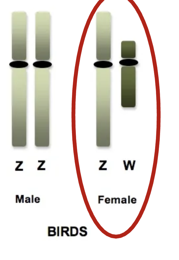 <p>Females can choose which chromosome fertilizes the eggs.</p>