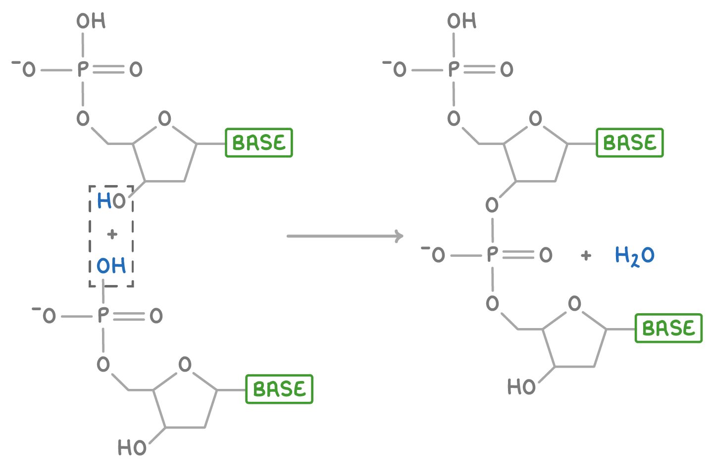 <p>Phosphodiester bond</p>