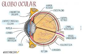 <ul><li><p><mark data-color="blue"><strong>Córnea</strong></mark> <strong>(membrana transparente; zona anterior del ojo)</strong></p></li><li><p><mark data-color="blue"><strong>Esclerótica</strong></mark> <strong>(membrana exterior del ojo que da el color blanco)</strong></p></li><li><p><mark data-color="blue"><strong>Conjuntiva Bulbar</strong></mark> <strong>(membrana delgada que cubre a la esclerótica)</strong></p></li><li><p><mark data-color="blue"><strong>Humor acuoso</strong></mark> <strong>(Líquido transparente que le da presión al ojo ocular)</strong></p></li><li><p><mark data-color="blue"><strong>Pupila</strong></mark> <strong>(orificio al centro de la iris)</strong></p></li><li><p><strong>Cristalino (cuerpo elástico que actúa como lente)</strong></p></li><li><p><mark data-color="blue"><strong>Iris</strong></mark> <strong>(regula la luz y modifica el tamaño de la pupila)</strong></p></li><li><p><mark data-color="blue"><strong>Cuerpo vítreo</strong></mark> <strong>(líquido gelatinoso que mantiene la forma del globo ocular)</strong></p></li><li><p><mark data-color="blue"><strong>Retina</strong></mark> <strong>(posterior del ojo y transforma las imágenes en señales al cerebro)</strong></p></li><li><p><mark data-color="blue"><strong>Canal Hialoideo</strong></mark> <strong>(atraviesa al ojo, aporta nutrientes durante el periodo fetal)</strong></p></li><li><p><mark data-color="blue"><strong>Caraoides</strong></mark> <strong>(aporta nutrientes y oxígeno a las capas externas por los vasos sanguíneos)</strong></p></li><li><p><mark data-color="blue"><strong>Cámara anterior</strong></mark> <strong>(entre la córnea y el iris)</strong></p></li></ul>