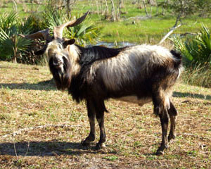 a wild goat