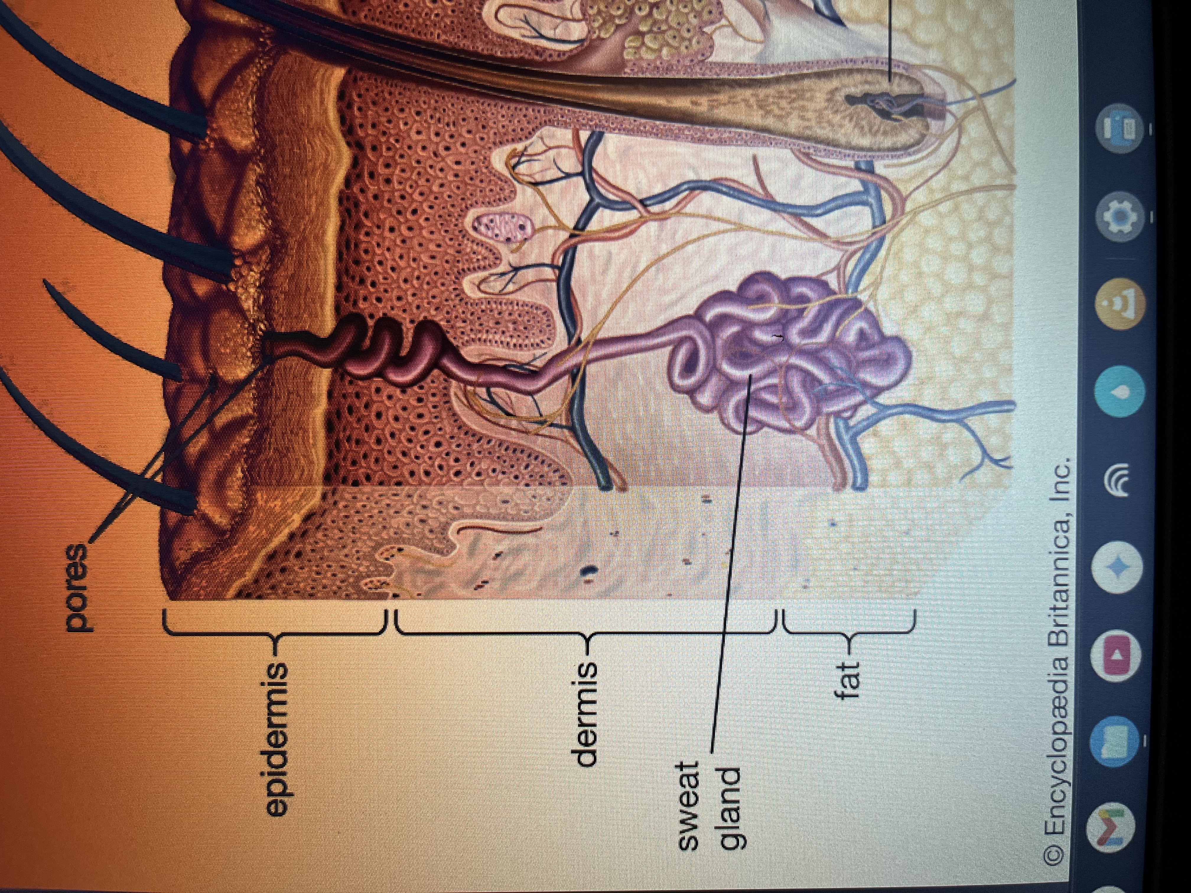 <p>Fat</p>