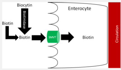 <ul><li><p>absorbed primarily as free in the proximal small intestine</p><ul><li><p>duodenum is the preferred area of absorption</p></li><li><p>In physiological intakes biotin will cross the brush border of the small intestine or the colonic cell membrane with a carrier</p><ul><li><p>carrier is a sodium dependent transporter (SMVT) the same transporter for pantothenic acid</p></li><li><p>High levels of biotin suppresses the transcription of the transporter gene</p></li></ul></li></ul></li><li><p>Undigested biocytin may be absorbed by peptide carriers</p><ul><li><p>alcohol decrease absorption</p></li><li><p>biotin synthesized by colonic bacteria is absorbed in proximal and transverse colon (SMVT)</p></li><li><p>transport across the basolateral membrane is carrier-mediated</p></li><li><p>100% of oral free biotin is absorbed</p></li></ul></li></ul>