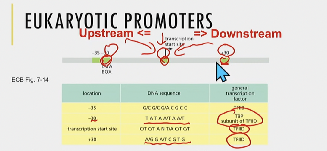 sequence TATA is highly (evolutioarily) conserved, found \~30 bp upstream from start site for transcription (-30)

* Helps position RNAP II ANDDD general transcriptiion factors
  * TATA box common, but many other types of promoter sequences (elements)