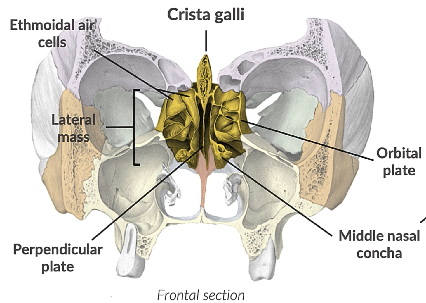 <p>What bone is this? </p>
