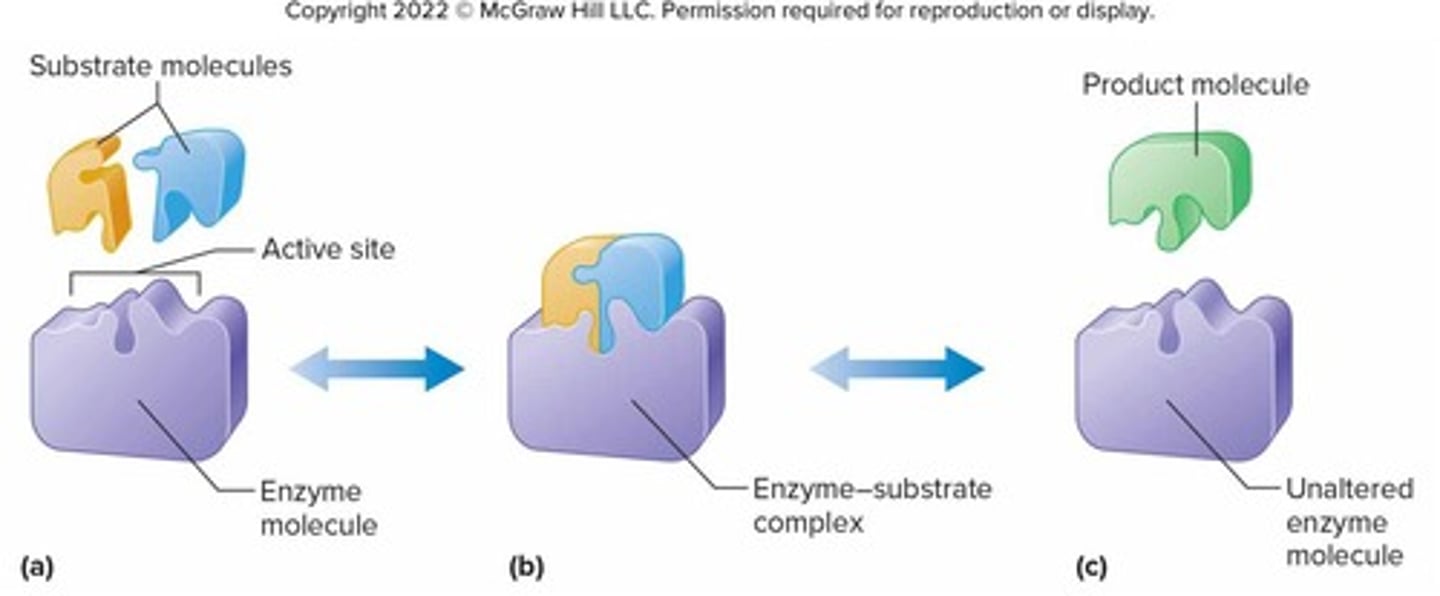 <p>Globular proteins that catalyze specific reactions; increase rates of chemical reactions; lower the activation energy necessary to start reactions.</p>