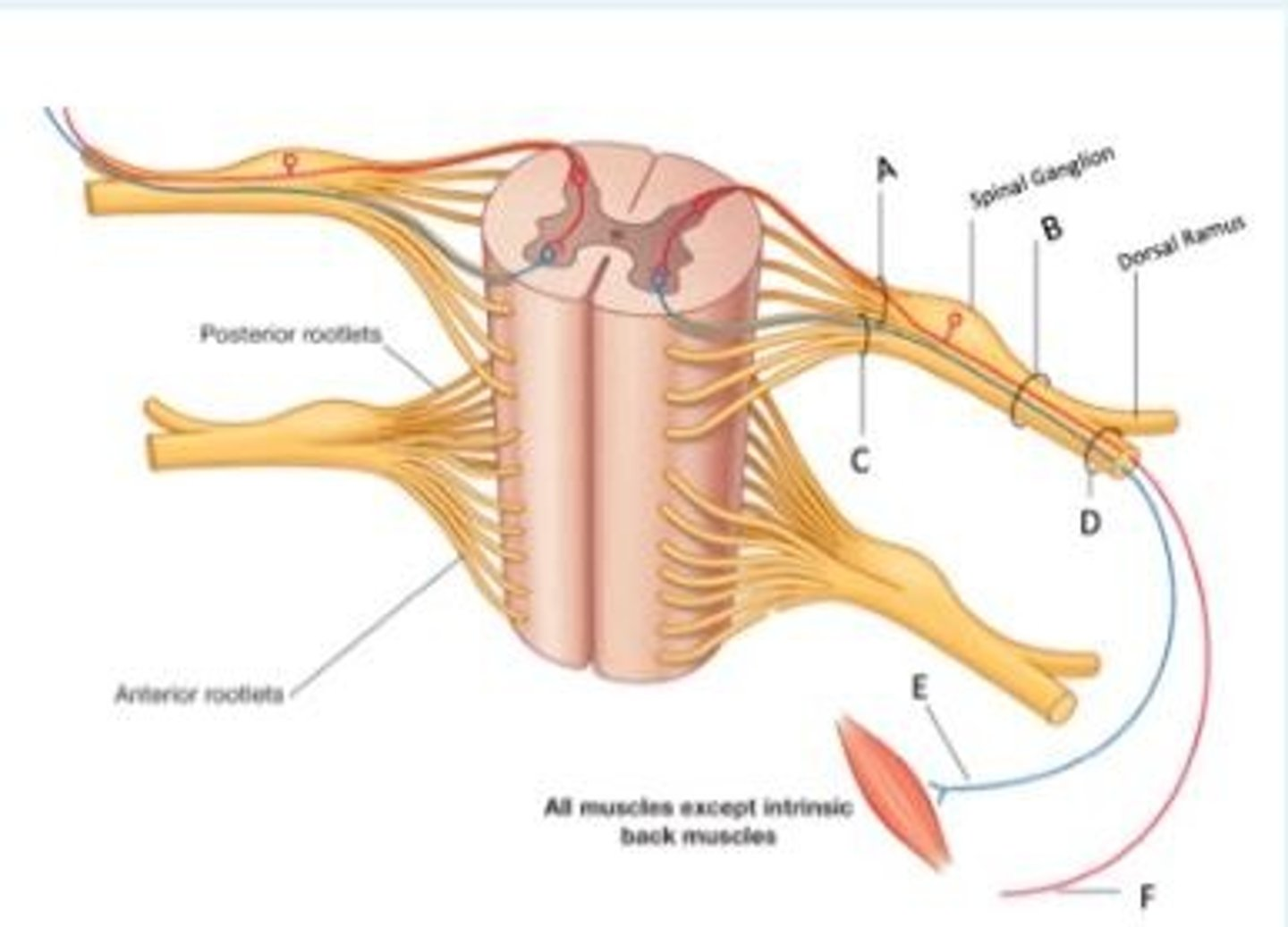 <p>Look at the cross section of the spinal cord below. Identify the letter that represents a mixed nerve (sensory and motor)?</p>