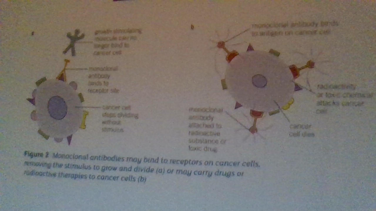<p>more about monoclonal antibodies</p>
