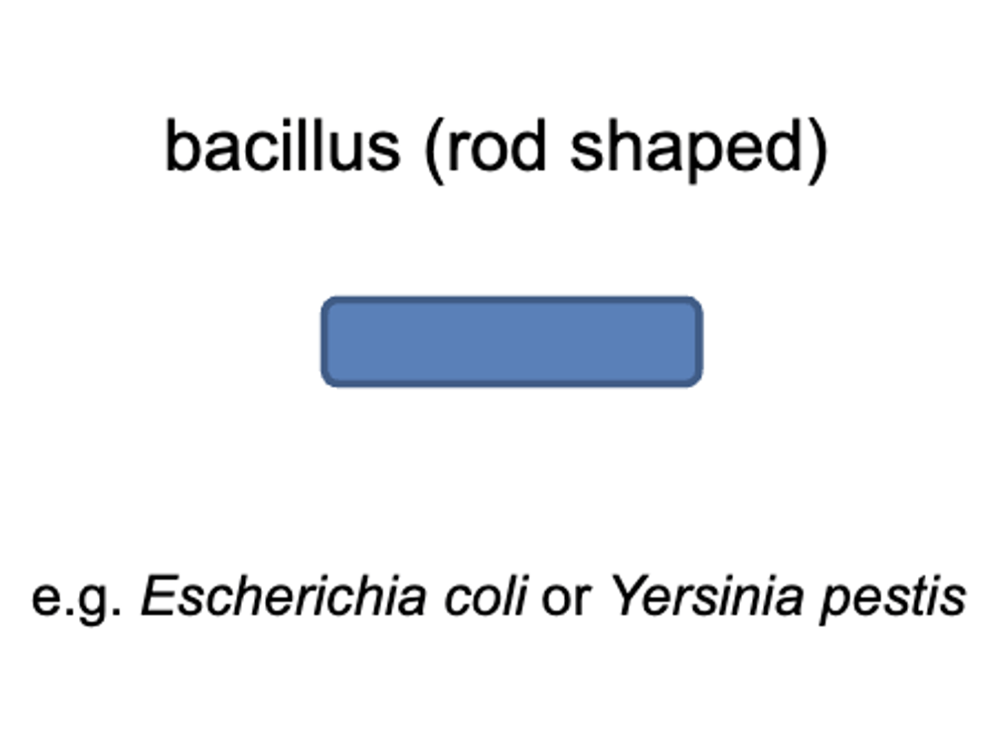 <p>rod shaped</p>