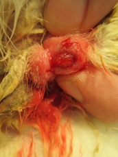 <p>Can refer to:<br>Shope papillomavirus - SCC-like neoplasia<br>Oral papillomavirus - benign wart-like growths, self-limiting<br>Ano-rectal papillomatosis - not viral induced, cauliflower masses that bleed easily</p>