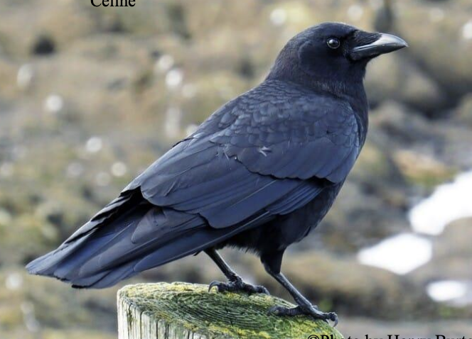 <p>Habitat generalist</p>