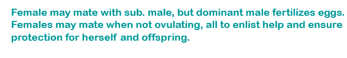 <p>encourages male to stick around and ultimately helps with rearing the young and probably protecting local resources </p><ul><li><p></p></li></ul><p></p>