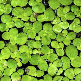 What is this species 