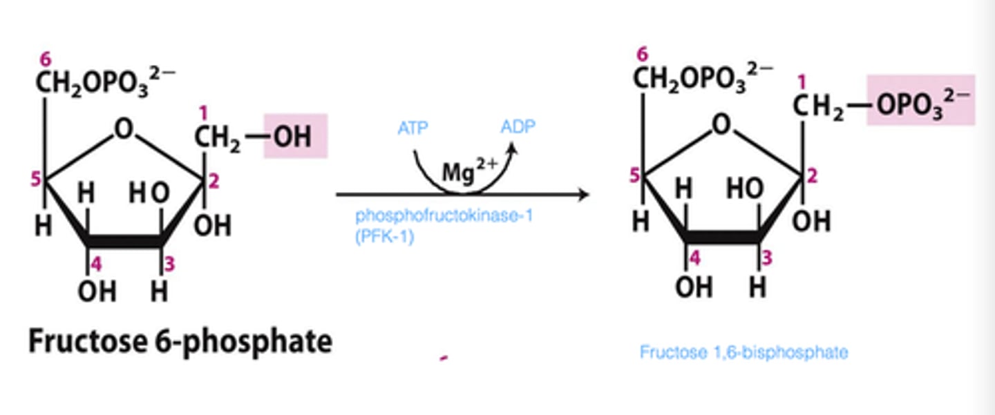 <p>The Priming Reaction (Fructose 6-phosphate to Fructose 1,6-bisphosphate)</p><p>The First Commitment - This step is irreversible!</p><p>Another ATP provides a phosphoryl group</p><p>The Fructose 1,6-bisphosphate is now committed to becoming pyruvate and yielding energy</p><p>Phosphofructokinase-1 (the enzyme) is negatively regulated by ATP</p><p>This means that if there isn't a lot of ATP, the enzyme will work harder to catch up</p>