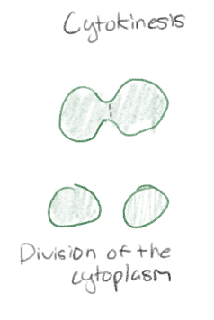 <p>Division of the cytoplasm and contents</p>