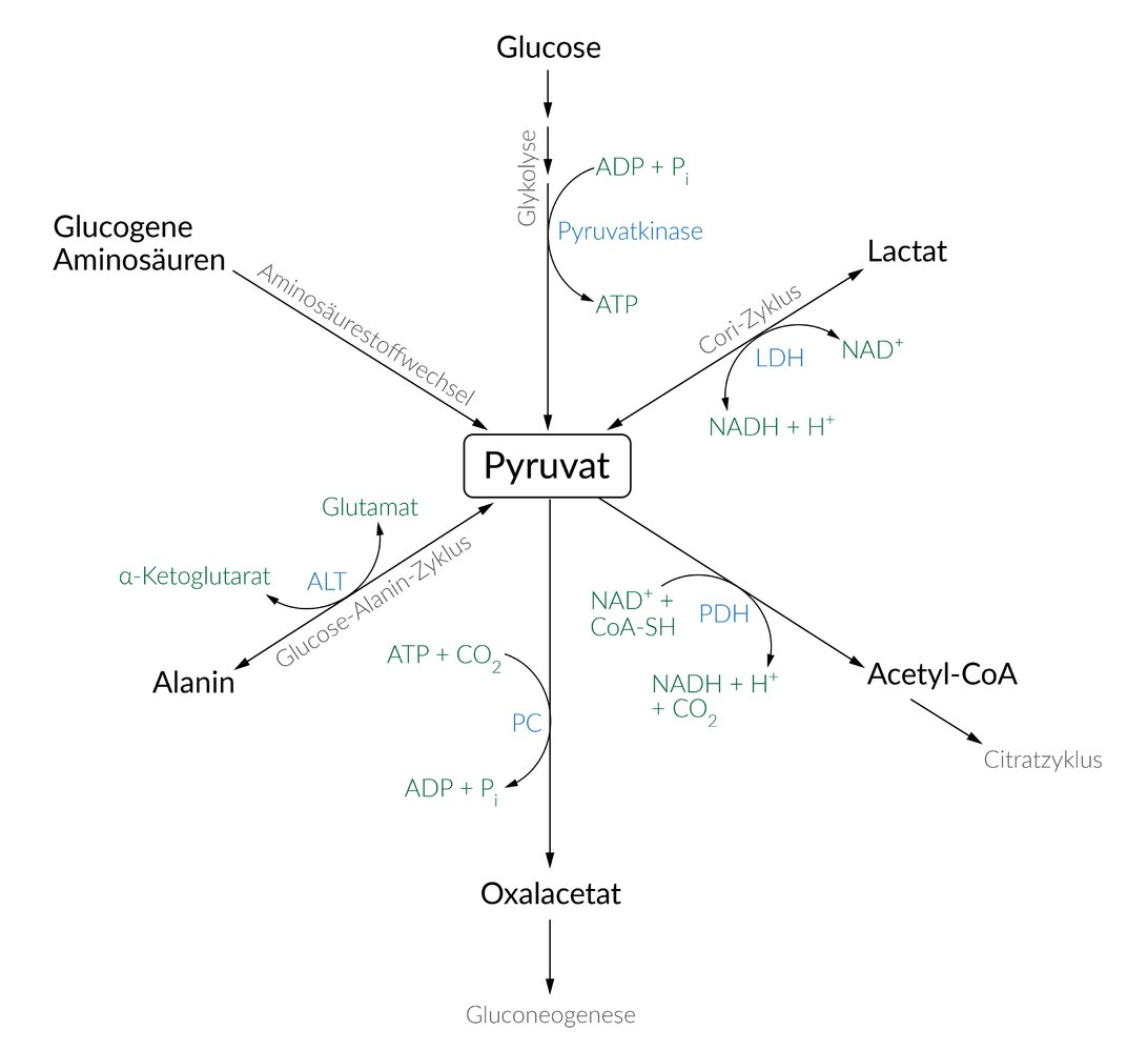 <p>C. Lactate dehydrogenase</p>