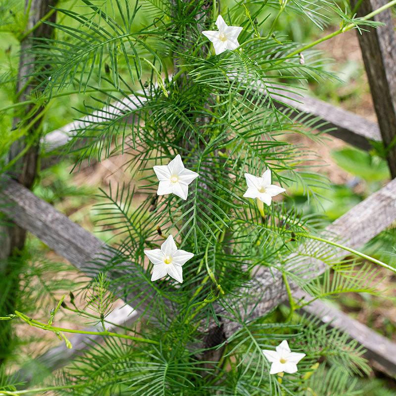 <p>thread-like ferny leaves, tubular white flowers, vine habit, sperm-like seed pods</p>