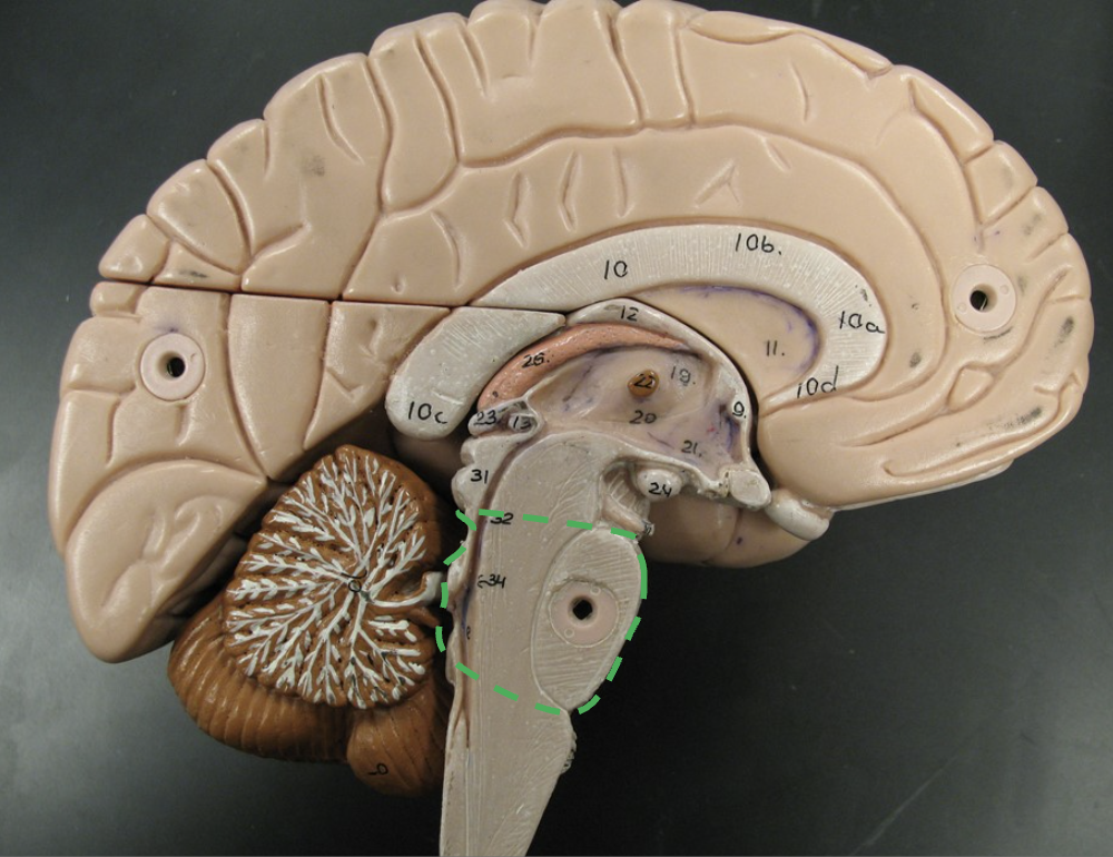 <p>What section of the brainstem is this? What does it connect?</p>