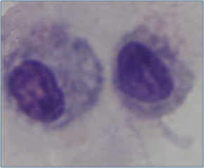 <ul><li><p>aka histiocytes</p></li><li><p>derived from circulating <strong><u>monocytes</u></strong> in the bloodstream</p></li><li><p>important for <strong><u>tissue repair</u></strong> and <strong><u>defense against bacteria</u></strong></p></li></ul><p></p>
